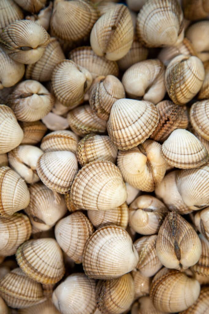 Coques fraîches : gros plan sur ces délicieux fruits de mer. Gros plan sur une grande quantité de coques fraîches, leurs coquilles beiges striées et nervurées sont serrées les unes contre les autres.
