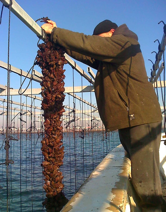 Récolte de moules : apiculteur marin travaillant sur l'eau Cultivateur inspectant une longue grappe de moules récoltées, suspendue à une structure métallique au-dessus de l'eau.