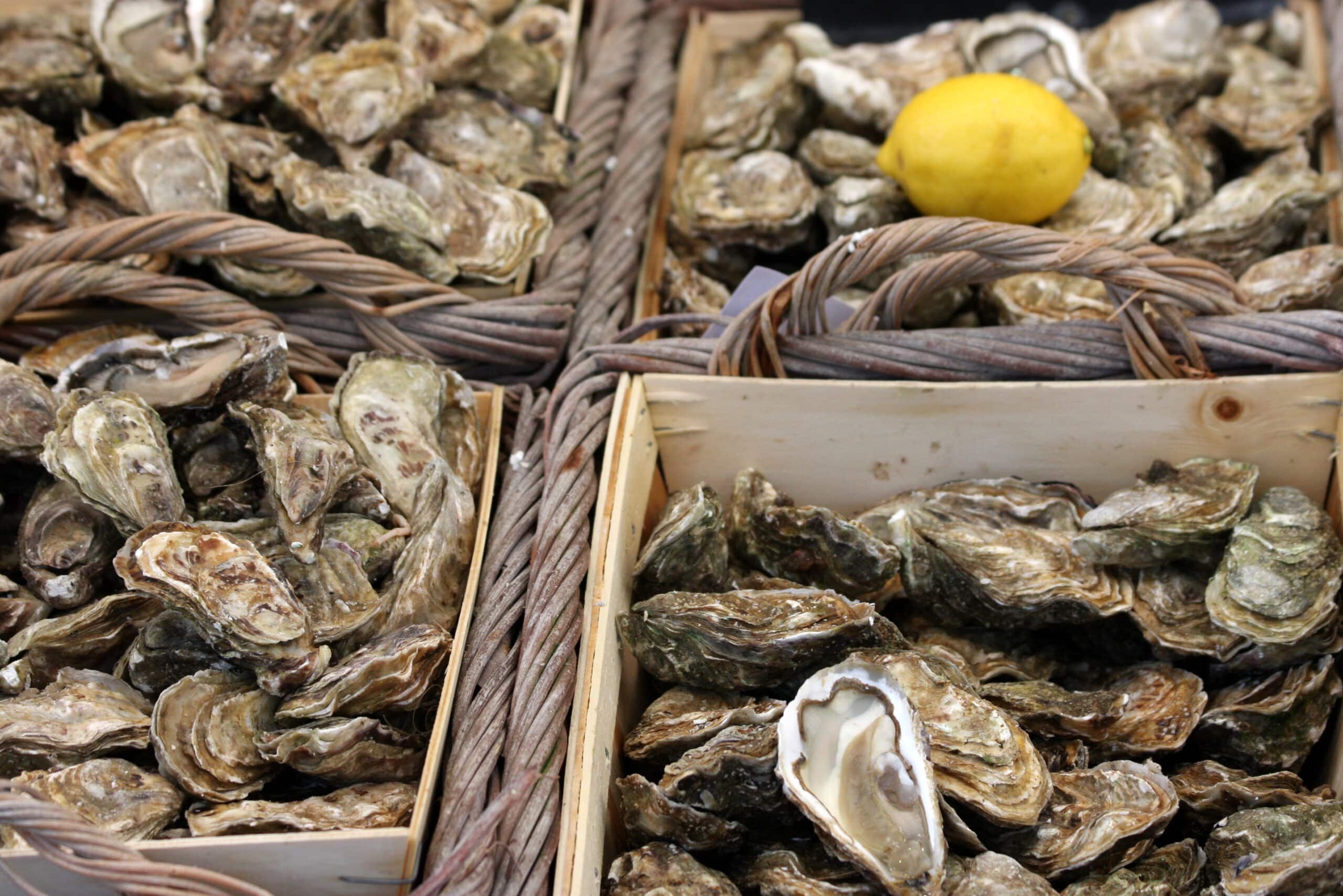 Abondance d'huîtres fraîches empilées dans des caisses en bois. Un citron jaune trône au centre; une huître est ouverte. Cordes tressées.