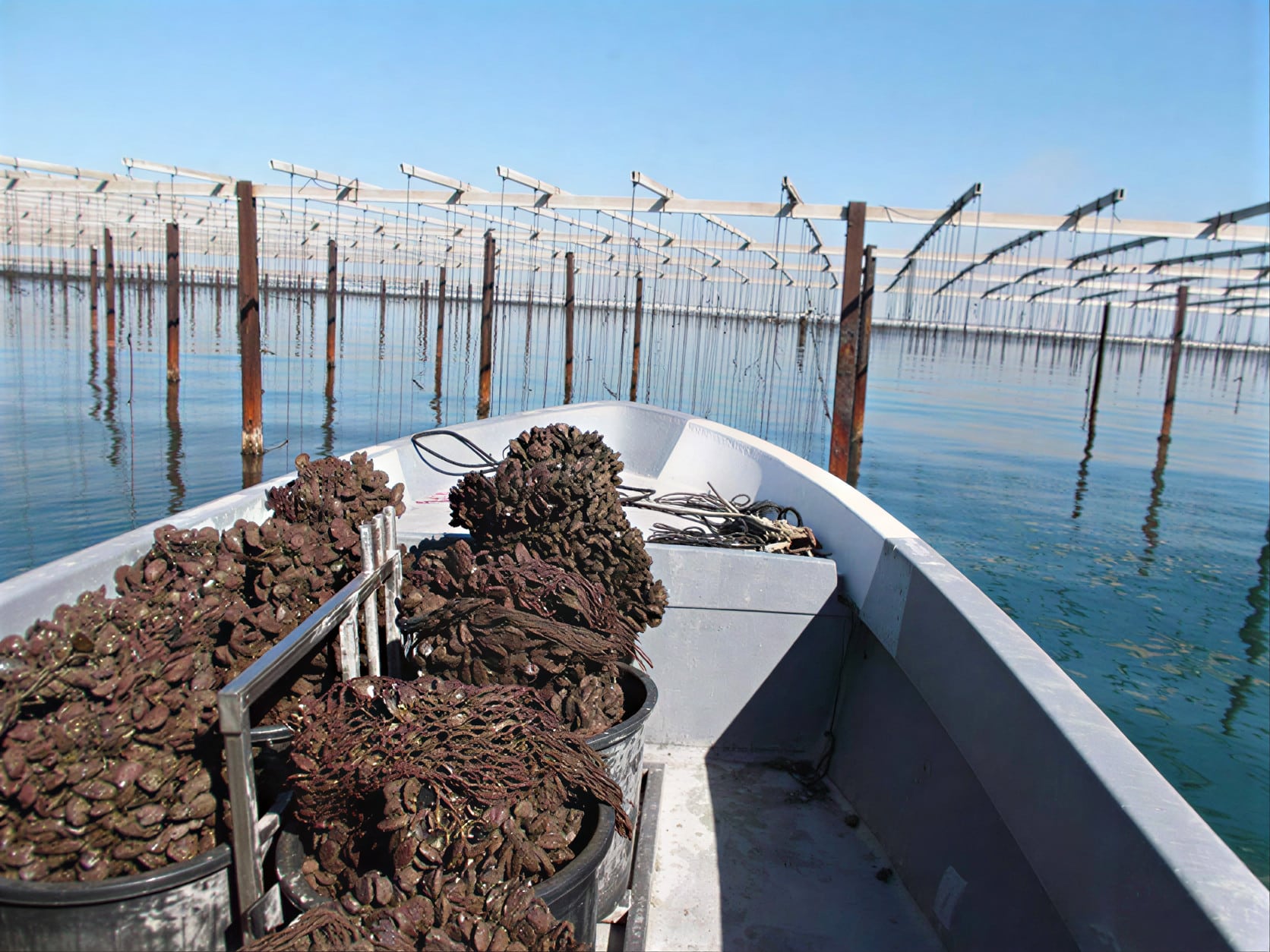 Bateau de mytiliculture chargé de grappes de moules dans des seaux, navigant entre les structures d'élevage marin sous ciel clair.