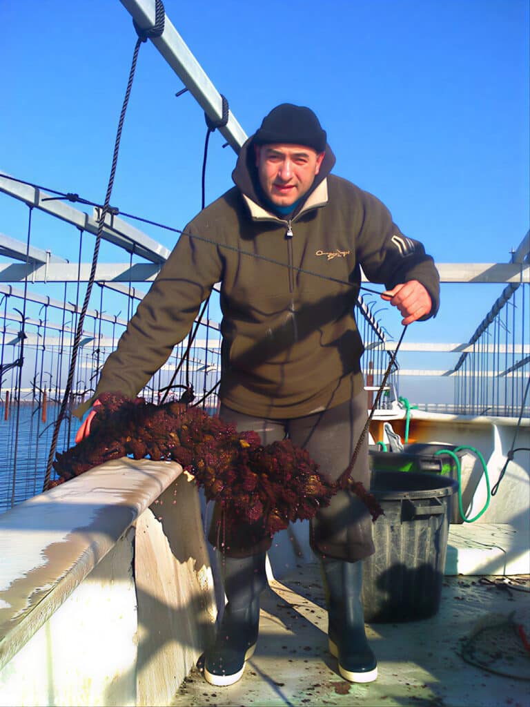Pêcheur aquaculture : Récolte d'algues rouges sous le soleil. Homme sur un bateau d'aquaculture, vêtu chaudement, soulevant une dense grappe de moules ou d'algues rouges sous un ciel bleu éclatant.
